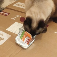 photo de livraison pour Libre-Chats-Errants