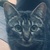photo animal