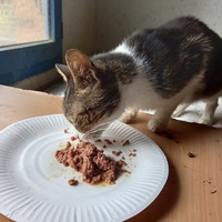 photo de livraison pour Amicale Chats