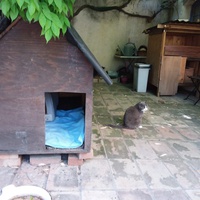 photo de livraison pour Les Chats libres de Calvisson