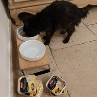 photo de livraison pour Clan du chat libre