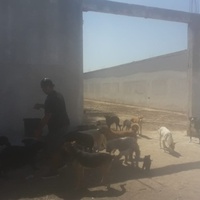 photo de livraison pour Association Mira Protection des Animaux et de l'Environnement