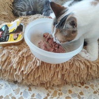 photo de livraison pour Cat Miaou