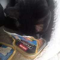 photo de livraison pour Les Pattounes de l'Espoir