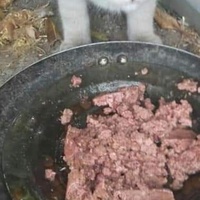 photo de livraison pour Les Chats-Pitresdelavi-Ste