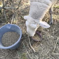 photo de livraison pour Chats Libres de Béziers