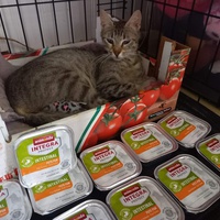 photo de livraison pour Chacun son chat