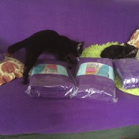 photo de livraison pour Pour l'Amour des Chats
