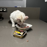 photo de livraison pour Les Chats lectourois