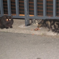 photo de livraison pour Chat Libre de l'Ile du Ramier