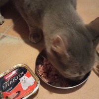 photo de livraison pour Ecole du Chat Libre de Caillerot