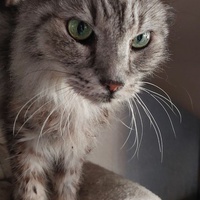 photo de livraison pour Les Chats de Cooper