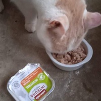 photo de livraison pour Hungry Cats14