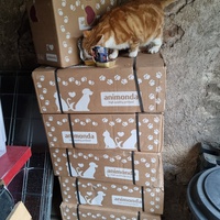 photo de livraison pour Les Chats'nonymes