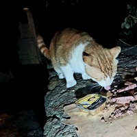 photo de livraison pour Les chats de chez nous