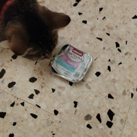 photo de livraison pour Chats Grains d'Amour