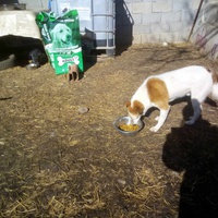 photo de livraison pour Serbian Society for the Protection of Animals - SSPA