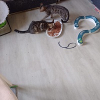 photo de livraison pour SOS Chats en Détresse