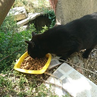 photo de livraison pour Le Chatlanquais