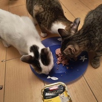 photo de livraison pour Les Chats de la Rue