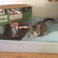 photo de livraison pour Pour l'Amour des Chats