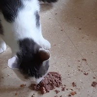 photo de livraison pour Pour l'Amour des Chats