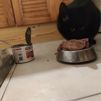 photo de livraison pour Paroles de Chats