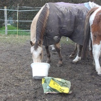 photo de livraison pour Happy Horse Day