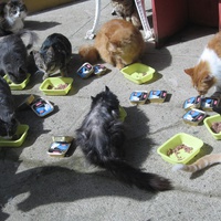 photo de livraison pour Jardin des Chats