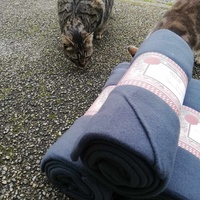 photo de livraison pour Chat L'Heureux Chat l'Ange et Cie