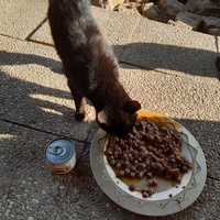 photo de livraison pour Chats errants du val du crenu