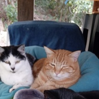photo de livraison pour Les Chats Perchés de Mirmande