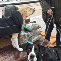 photo de livraison pour Croquette et Macadam