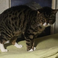 photo de livraison pour Des Cœurs pour les Pattes du 93