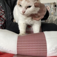 photo de livraison pour L'Arche de Marie - Mes Amours de Chats