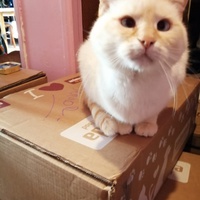 photo de livraison pour A Toutes Pattes
