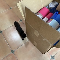 photo de livraison pour Les Chats de Condom 32