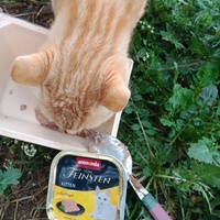 photo de livraison pour Les Chats-Pitresdelavi-Ste