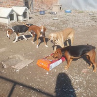 photo de livraison pour Udruženje za zaštitu i zbrinjavanje životinja "Moje šape"