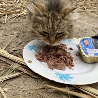 photo de livraison pour Ecole du Chat des Alpilles