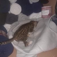 photo de livraison pour Les Chats de la Tour