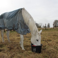 photo de livraison pour Happy Horse Day