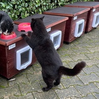 photo de livraison pour Les Chats Libres de Nimes Agglo