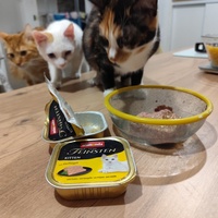 photo de livraison pour Le Gang des Matous