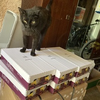 photo de livraison pour STREET CATS