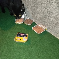 photo de livraison pour Les Miss'tigris de l'Espoir