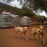 photo de livraison pour Help Adopt Moroccan Animals