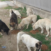 photo de livraison pour Civic Initiative Kane Korzo Skopje
