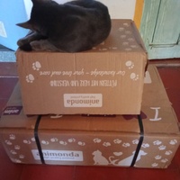 photo de livraison pour Les chats libres de Caro