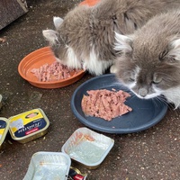 photo de livraison pour Association C.A.T.S. Chat Animal Terrien Solidarité